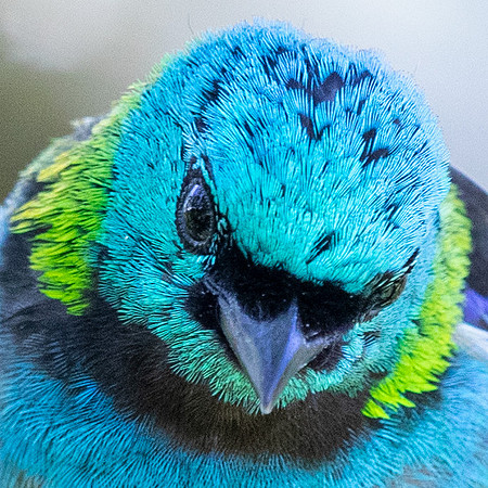 Green-headed Tanager (Tangara seledon)