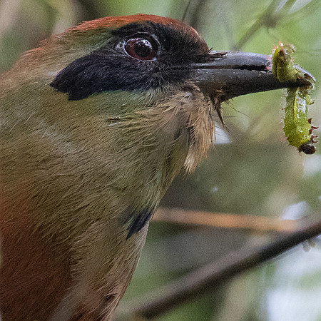 Rufous-capped Motmot (Baryphthengus ruficapillus)