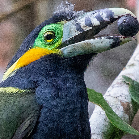 Spot-billed Toucanet (Selenidera maculirostris) Male