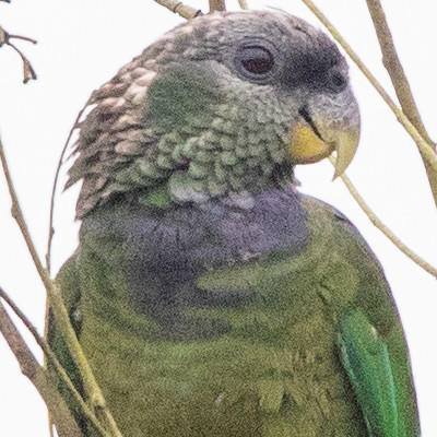 Scaly-headed parrot (Pionus maximiliani)