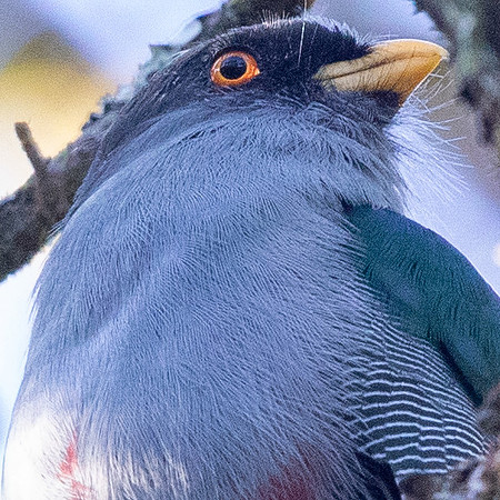 Hispaniolan Trogon (Priotelus roseigaster)