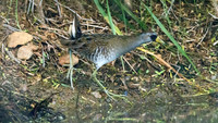 Sora (Porzana carolina)