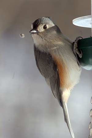 Tufted Titmouse (Baeolophus bicolor)