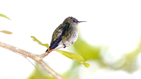 Vervain Hummingbird (Mellisuga minima)