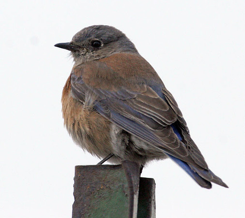 Western Bluebird (Sialia mexicana)