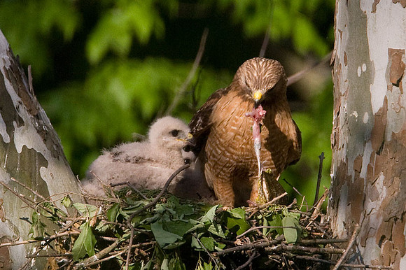 Red-shouldered Hawk (Buteo lineatus) adult and chicks