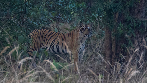 3Q2A0635 tiger