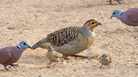 Gray francolin (Ortygornis pondicerianus)