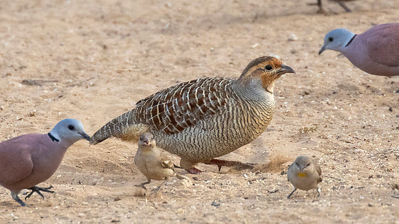 Gray francolin (Ortygornis pondicerianus)