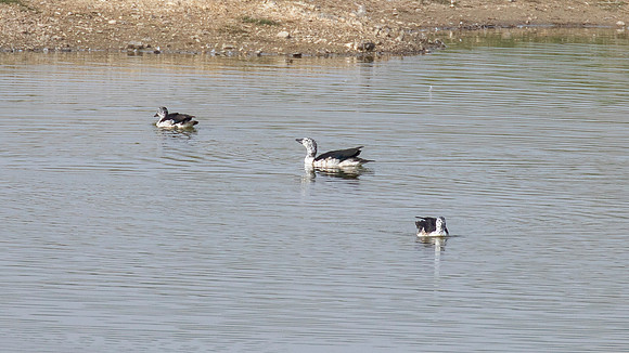 Knob-billed Duck (Sarkidiornis melanotos) female