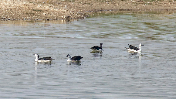 Knob-billed Duck (Sarkidiornis melanotos) female