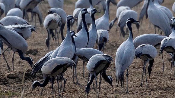 Demoiselle crane (Grus virgo)
