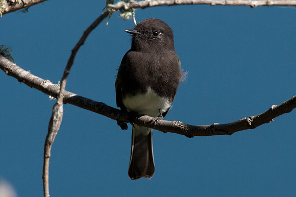 Black Phoebe (Sayornis nigricans)