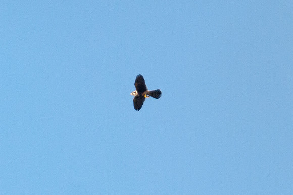Aplomado Falcon (Falco femoralis)