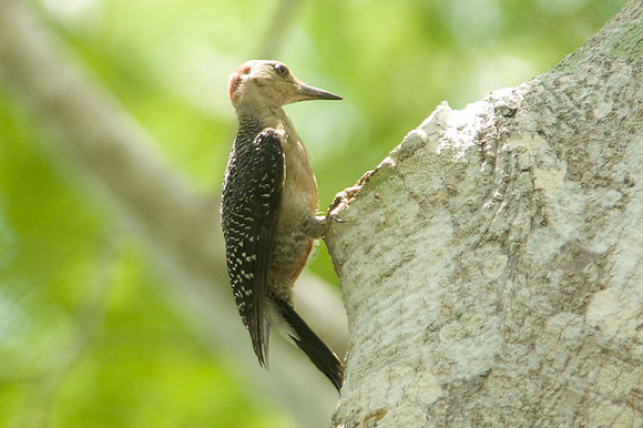 Golden-fronted Woodpecker (Melanerpes aurifrons)