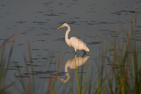 Great Egret (Ardea alba) also known as Great White Egret, Common Egret