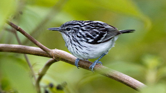 Stripe-chested Antwren (Myrmotherula longicauda)