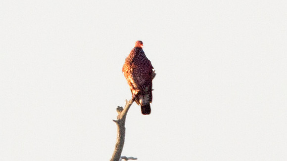 Scaled Pigeon (Patagioenas speciosa)