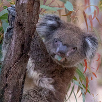 2/6 & 2/12 Yanchep Park/Koalas