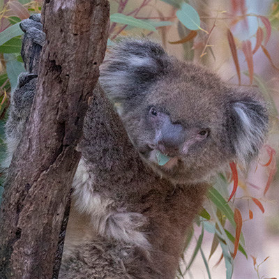 3Q2A2410 koala 2406 400p