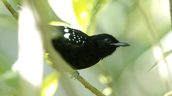 Dot-winged Antwren (Microrhopias quixensis) Male