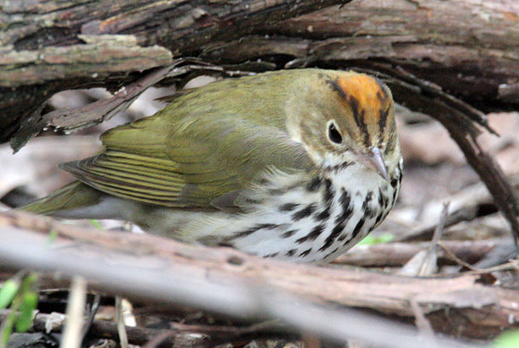 Ovenbird (Seiurus aurocapillus)