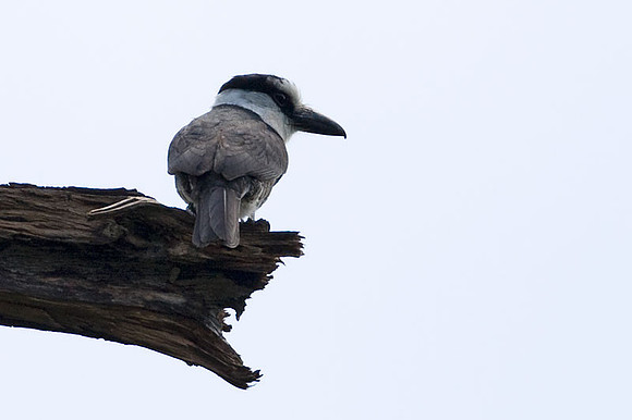 White-necked Puffbird (Notharchus hyperrhynchus)