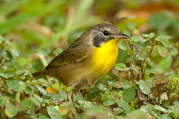 Kentucky Warbler (Oporornis formosus) female