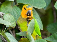 Brown-throated Parakeet (Aratinga pertinax) male