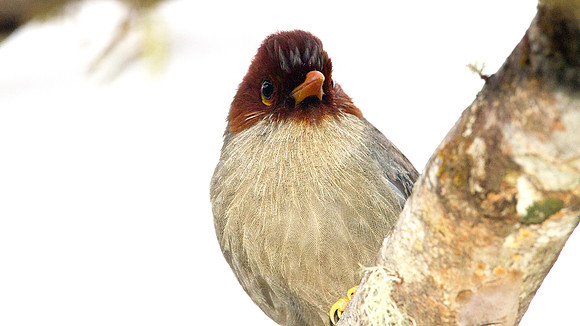Chestnut-hooded Laughingthrush (Rhinocichla treacheri)