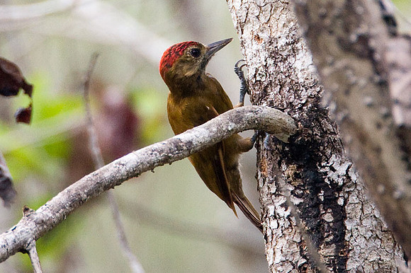 Smoky-brown Woodpecker (Veniliornis fumigatus)