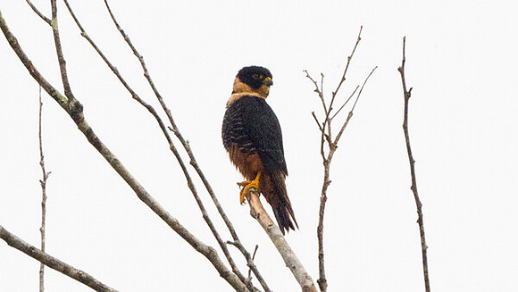 Bat Falcon (Falco rufigularis)