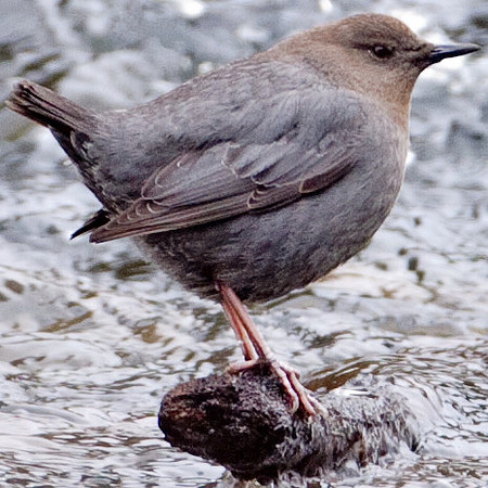 American Dipper (Cinclus mexicanus)