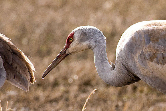 Sandhill Crane (Grus canadensis)