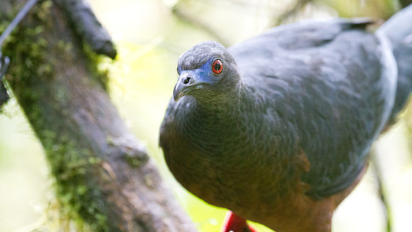 Sickle-winged Guan (Chamaepetes goudotii)