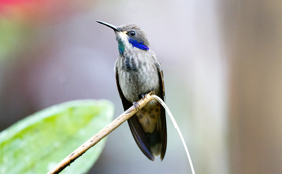 Brown Violetear (Colibri delphinae)