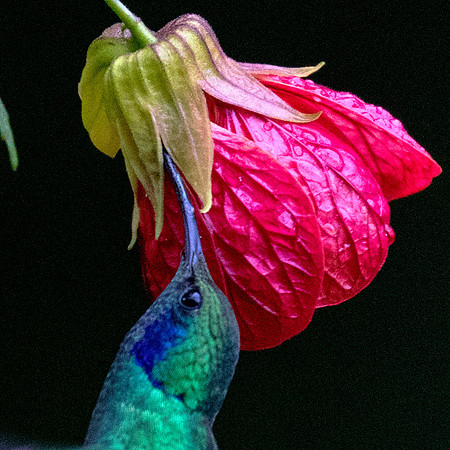Lesser violetear (Colibri cyanotus)