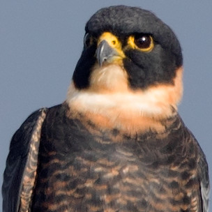 Bat falcon (Falco rufigularis)