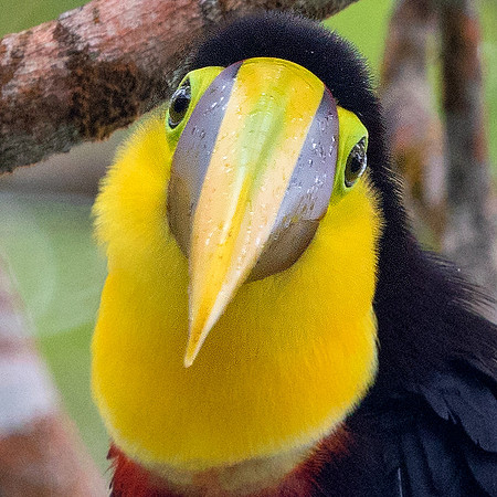 Chestnut-mandibled toucan (Ramphastos ambiguus insonii)