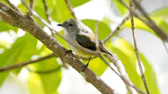 Bornean Flowerpecker (Dicaeum monticolum) female