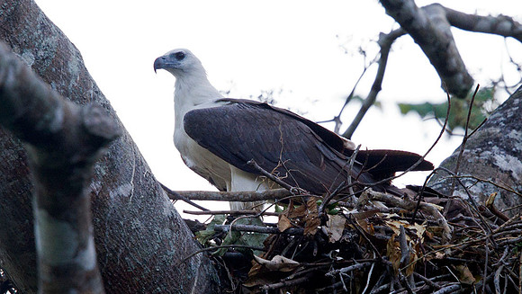 White-bellied sea eagle (Haliaeetus leucogaster)
