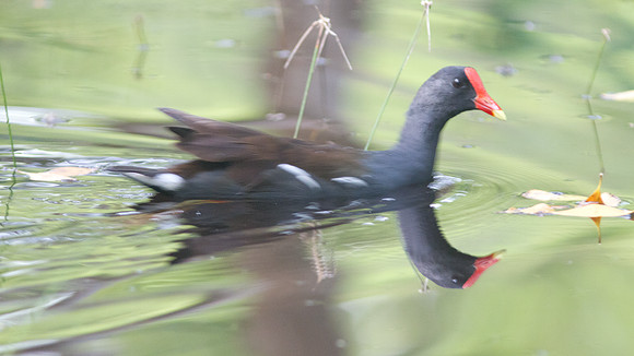 Common Moorhen (Gallinula chloropus)
