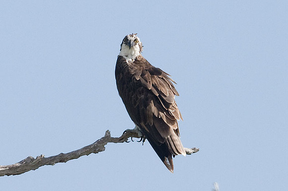 Ridgeway's Osprey (Pandion haliaetus ridgwayi)