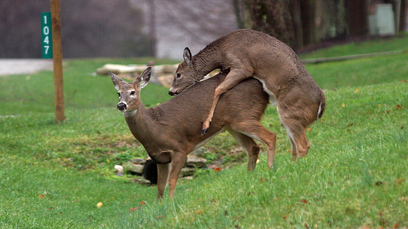 White-tailed Deer (Odocoileus virginianus)
