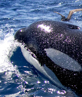 2/1 Bremer Bay Orcas