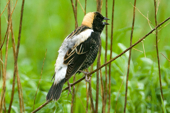 Bobolink (Dolichonyx oryzivorus)
