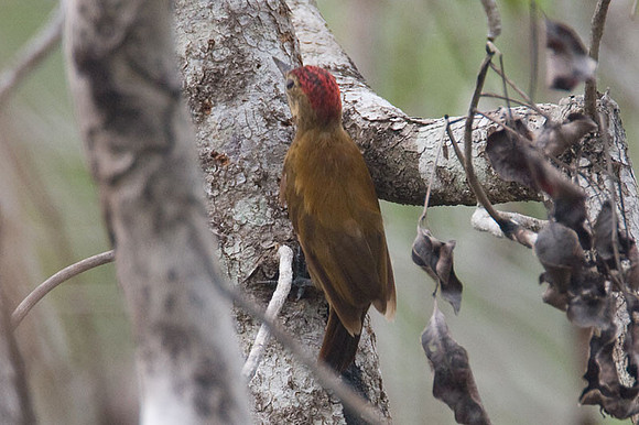 Smoky-brown Woodpecker (Veniliornis fumigatus)