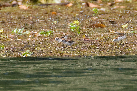 Wattled Jacana (Jacana jacana) chicks