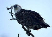 Osprey (Pandion haliaetus)