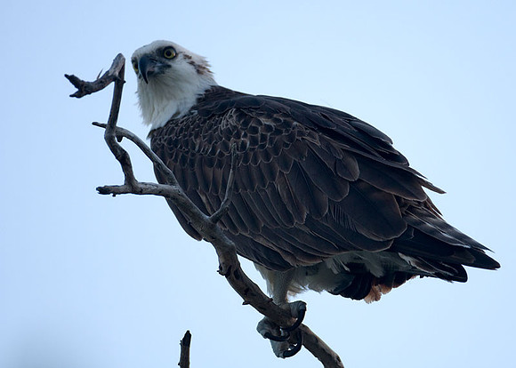 Osprey (Pandion haliaetus)